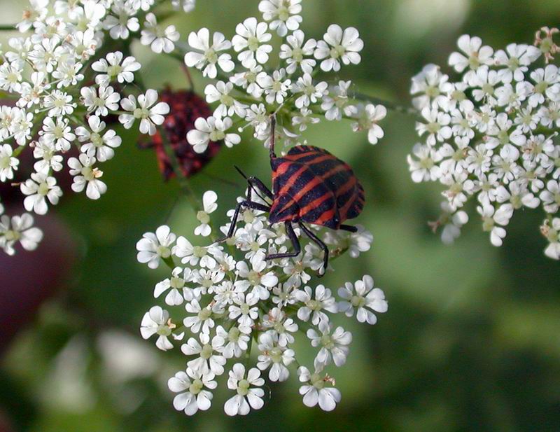 Graphosoma lineatum & italicum